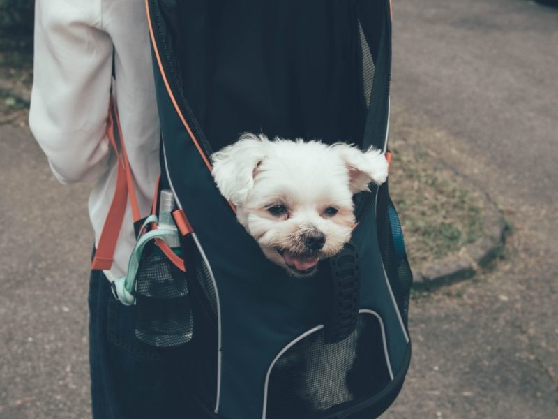 Transporte para Viaje Perro